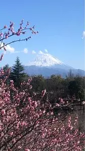 梅の里（山梨県甲斐市）