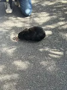 うさぎの島（大久野島）