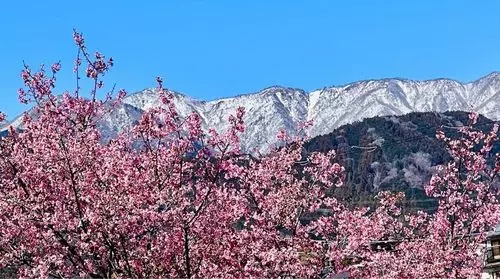 丹沢の森