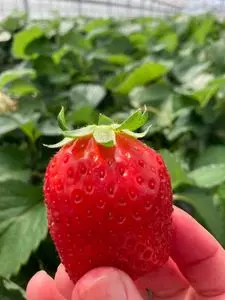 ぼぶるいちごやぁ～