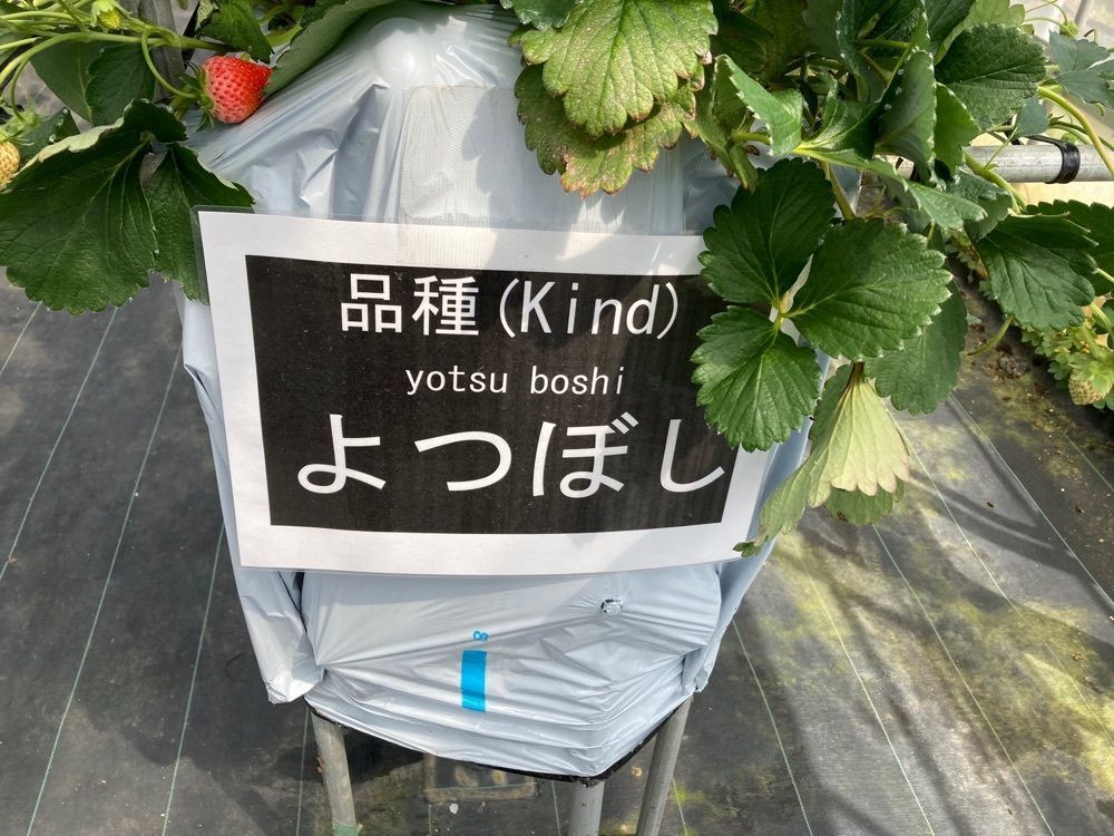 ゴンさんが投稿したぼぶるいちごやぁ～に関する口コミの画像