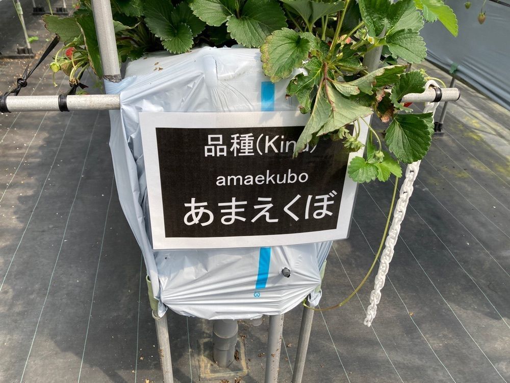 ゴンさんが投稿したぼぶるいちごやぁ～に関する口コミの画像