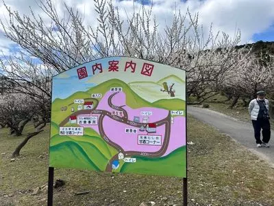 綾部山梅林