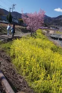 丹沢の森