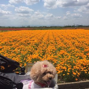 ポピー・ハッピースクエア