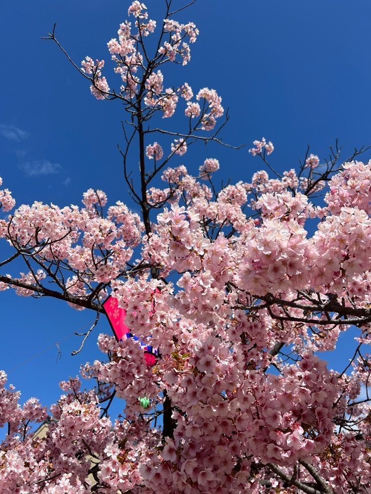 soccer kozou さんが投稿した桑名寺町通り商店街に関する口コミの画像