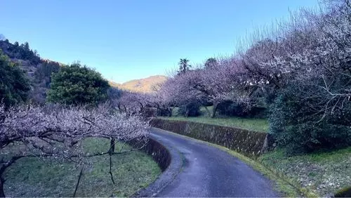 阿川梅の里