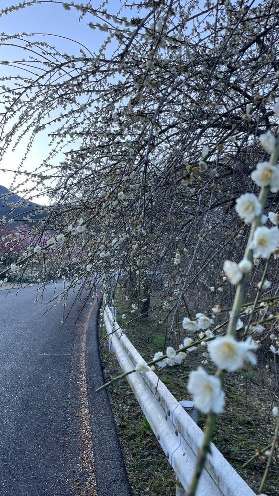 みぃさんが投稿した阿川梅の里に関する口コミの画像
