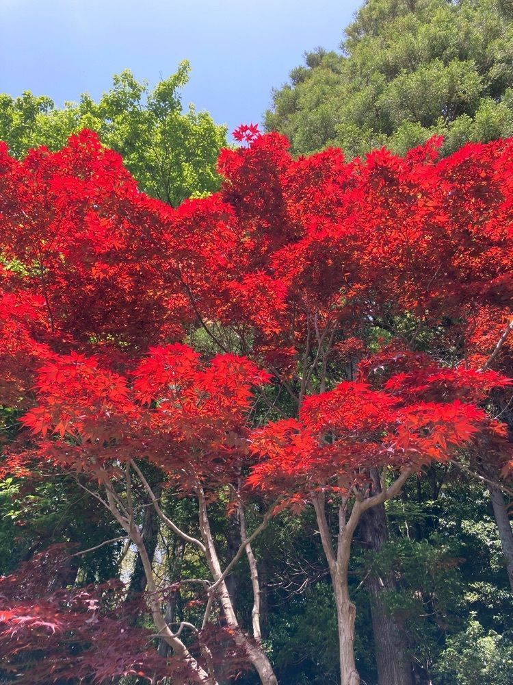 Mさんが投稿した茂原牡丹園に関する口コミの画像