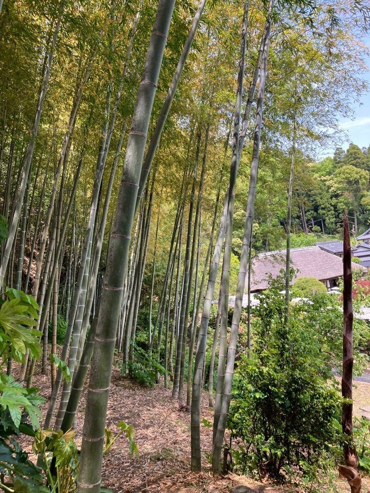 Mさんが投稿した茂原牡丹園に関する口コミの画像