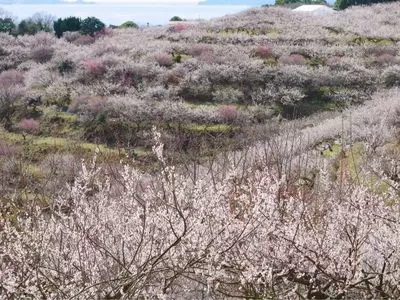 綾部山梅林