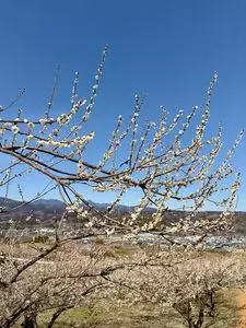 榛名梅林