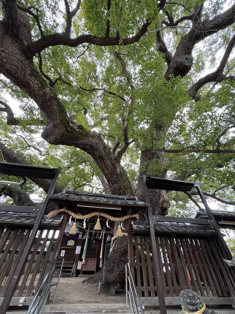 himbaさんが投稿した三島神社（くんがいしょう）に関する口コミの画像