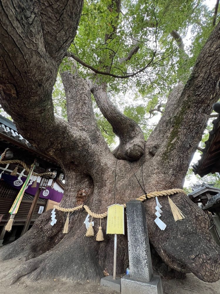 himbaさんが投稿した三島神社（くんがいしょう）に関する口コミの画像