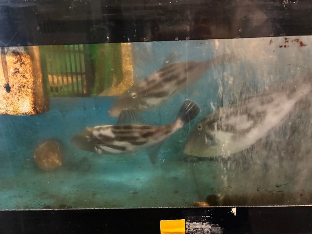 みーなさんが投稿した暖流に関する口コミの画像