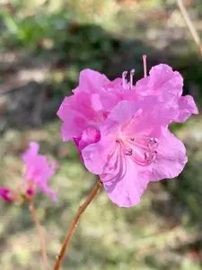 箕郷梅林