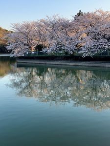 小倉の池 2枚目