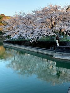 小倉の池 4枚目