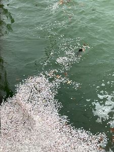 小倉の池 8枚目