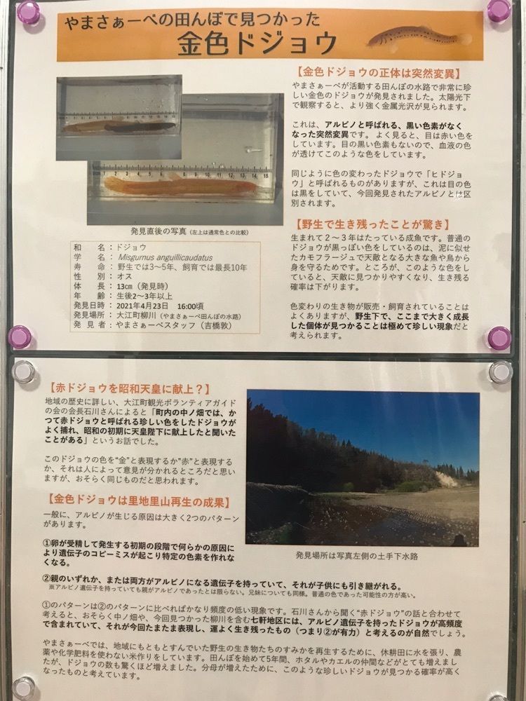 猫なぎ。さんが投稿した大江町山里交流館やまさぁーべに関する口コミの画像
