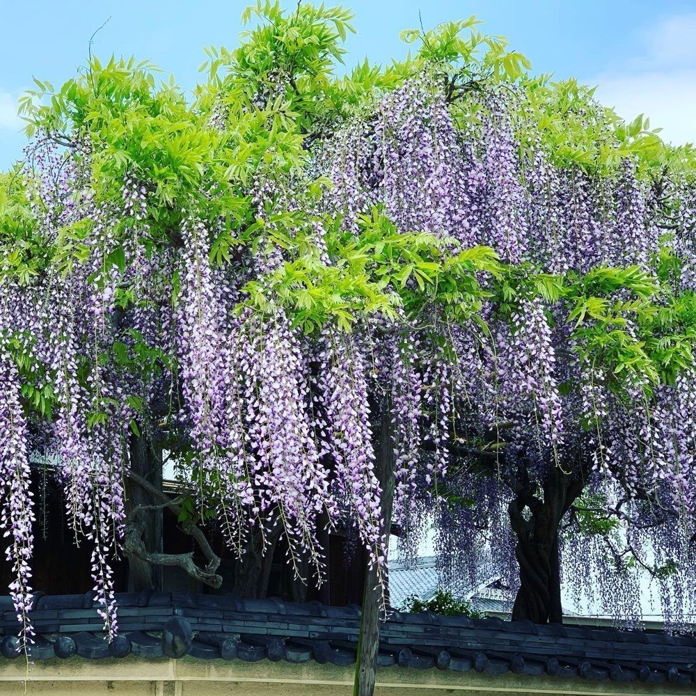 HIROMIさんが投稿した當麻寺奥院（当麻寺奥院 たいまでらおくのいん）に関する口コミの画像