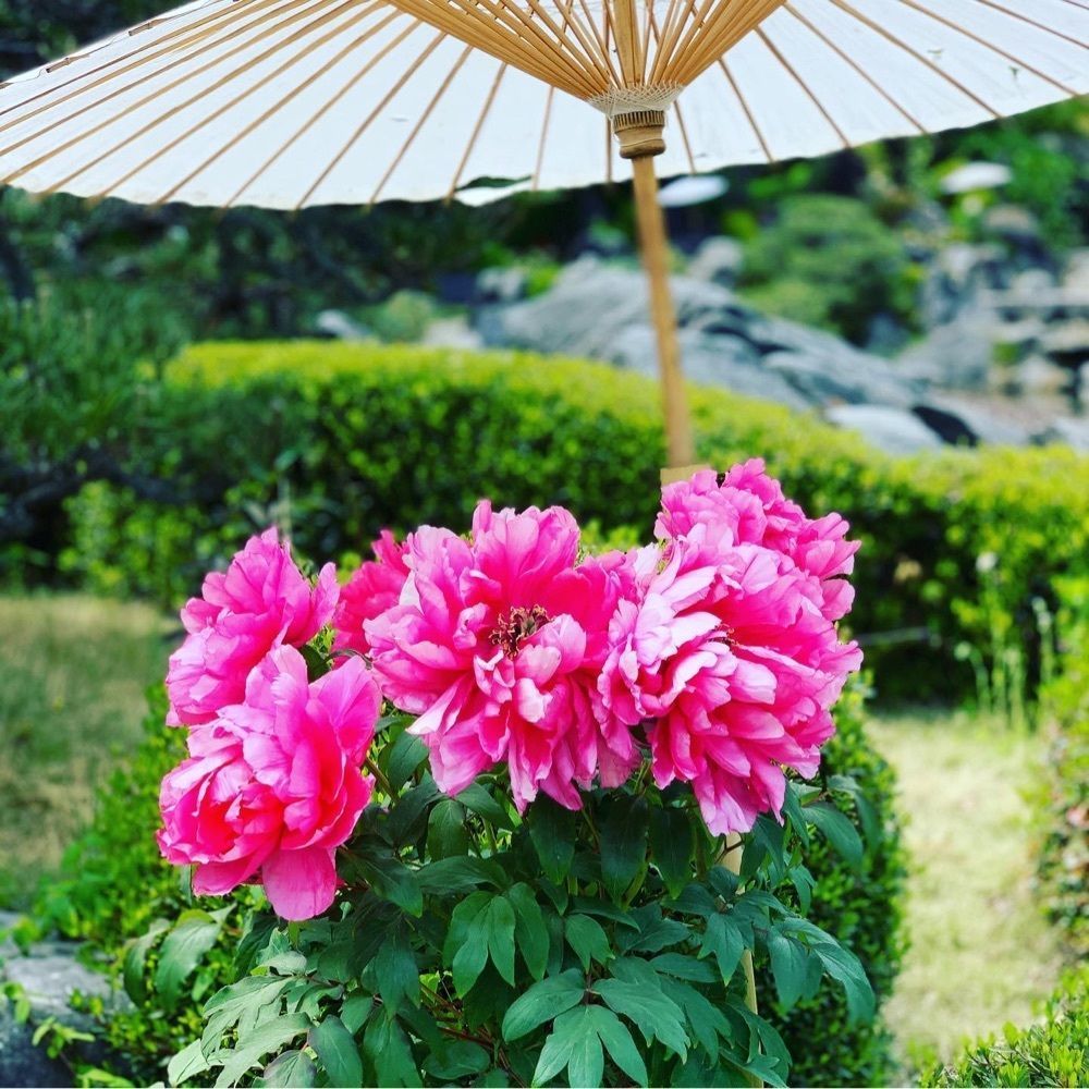 HIROMIさんが投稿した當麻寺奥院（当麻寺奥院 たいまでらおくのいん）に関する口コミの画像