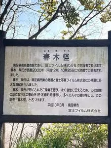 わかふじ