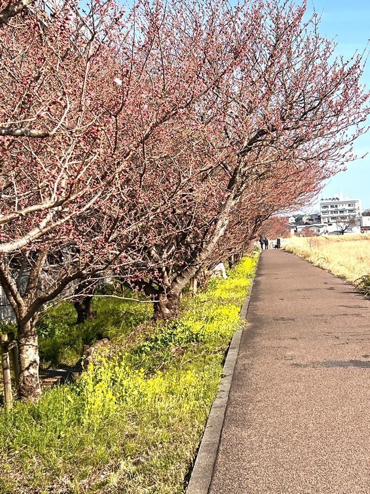 ビンカさんが投稿したわかふじに関する口コミの画像