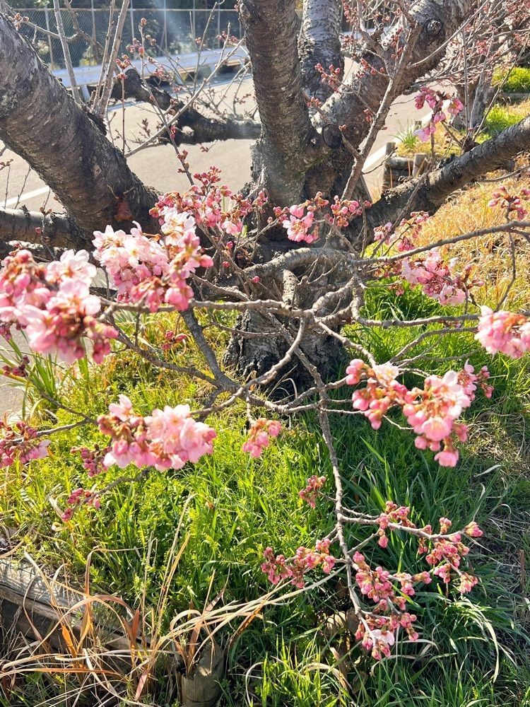 ビンカさんが投稿したわかふじに関する口コミの画像