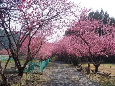 道の駅 天竜相津 花桃の里
