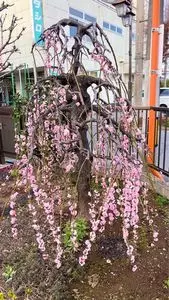 なかじま仏具店