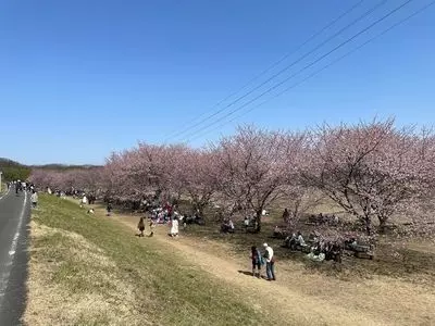 北浅羽桜堤公園