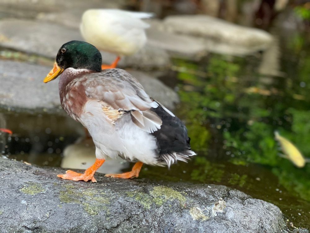 航平さんが投稿した玉簾の滝に関する口コミの画像