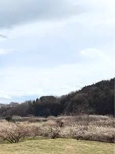 箕郷梅林