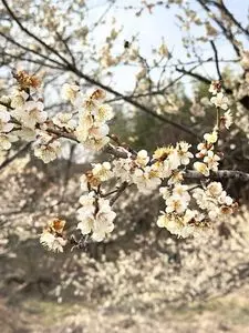 箕郷梅林