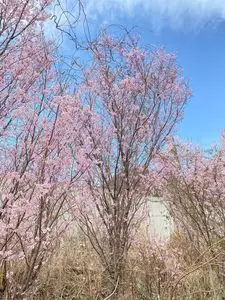 もみじの里公園