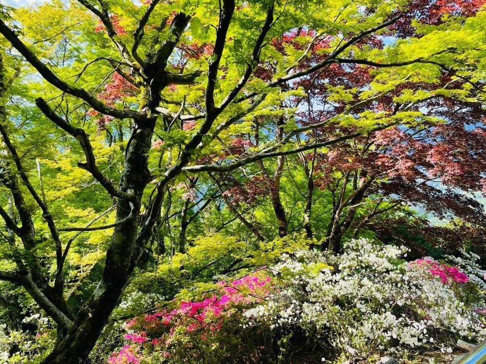 みぃさんが投稿した慈眼寺（宮崎県延岡市）に関する口コミの画像