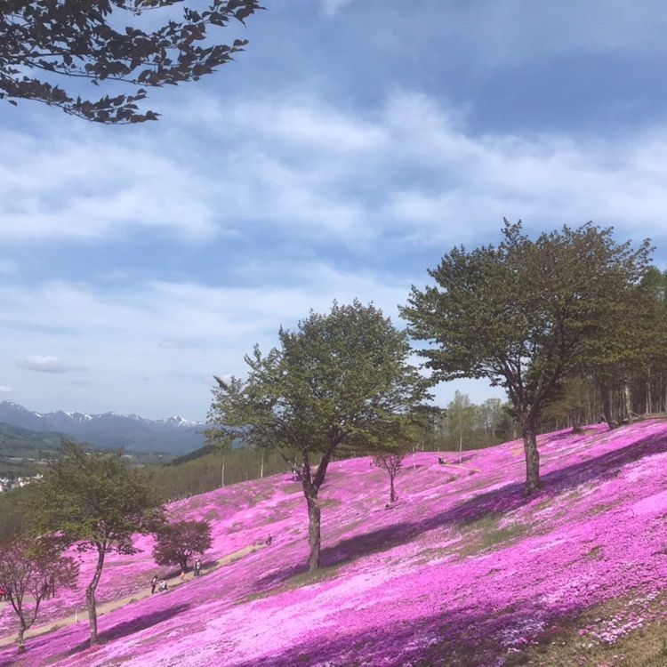 なつどんさんが投稿した芝ざくら滝上公園に関する口コミの画像