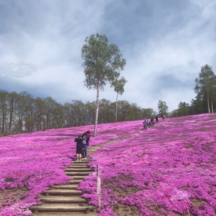 なつどんさんが投稿した芝ざくら滝上公園に関する口コミの画像
