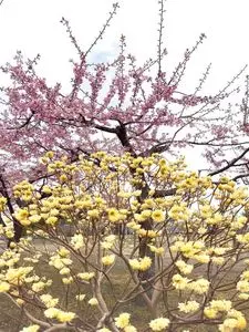 箕郷梅林