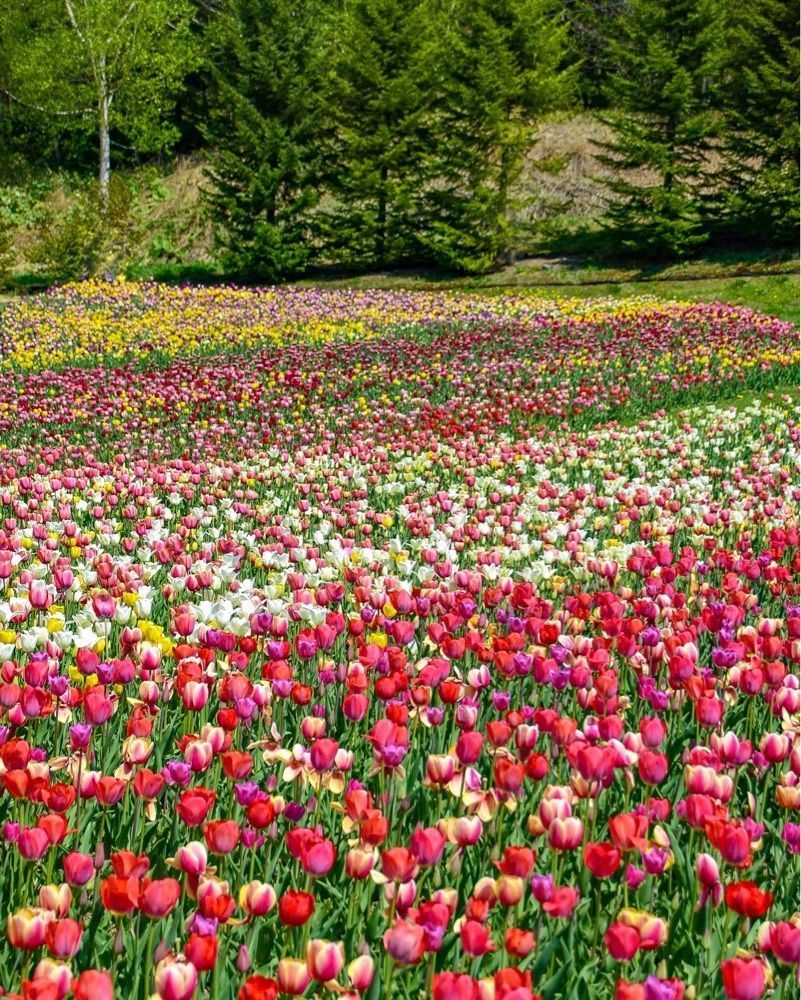 jp.travelers.picさんが投稿した滝野すずらん丘陵公園 東口休憩所に関する口コミの画像