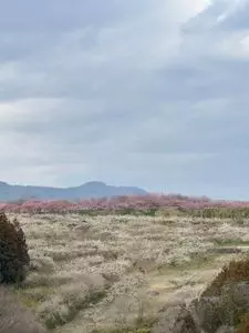 箕郷梅林
