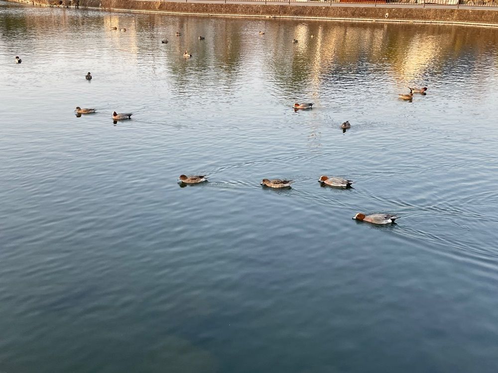 ぱっつんさんが投稿した柿田川湧水に関する口コミの画像