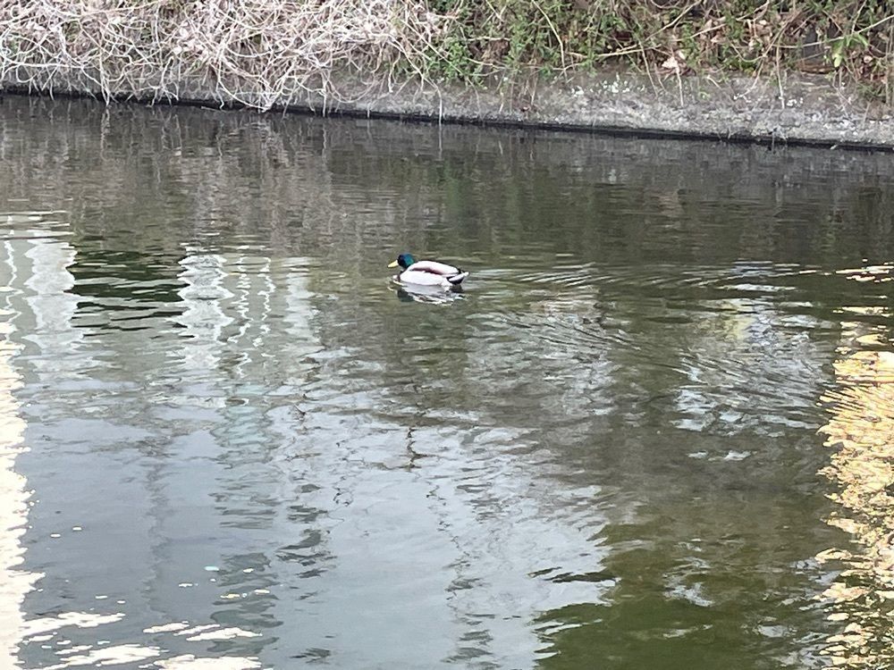 ぱっつんさんが投稿した柿田川湧水に関する口コミの画像