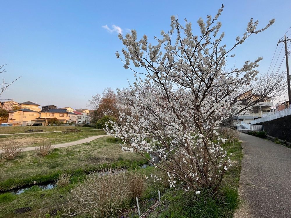 ぱっつんさんが投稿した柿田川湧水に関する口コミの画像