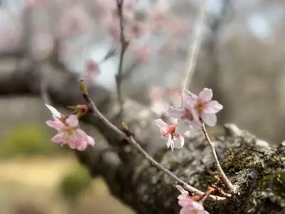 神代植物公園１号売店