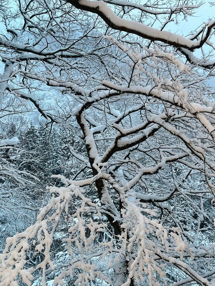 猫なぎ。さんが投稿した大滝公園に関する口コミの画像