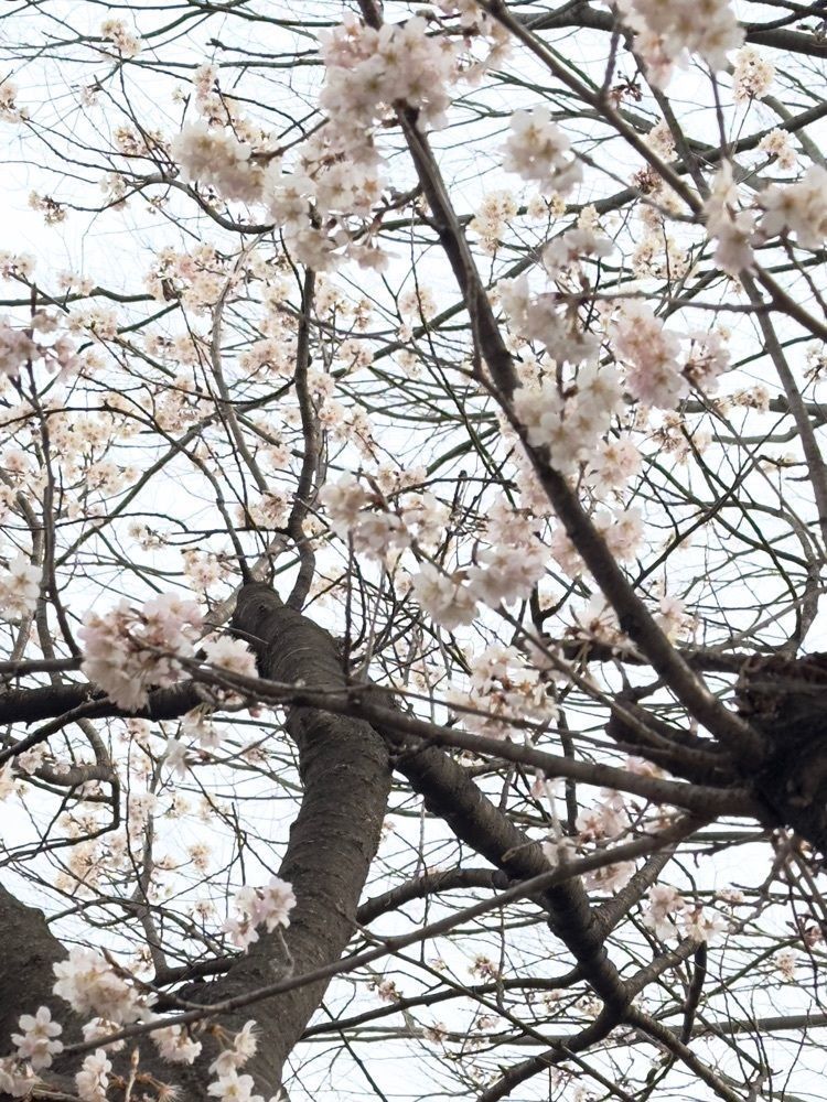 からっ風②さんが投稿した石山観音堂に関する口コミの画像