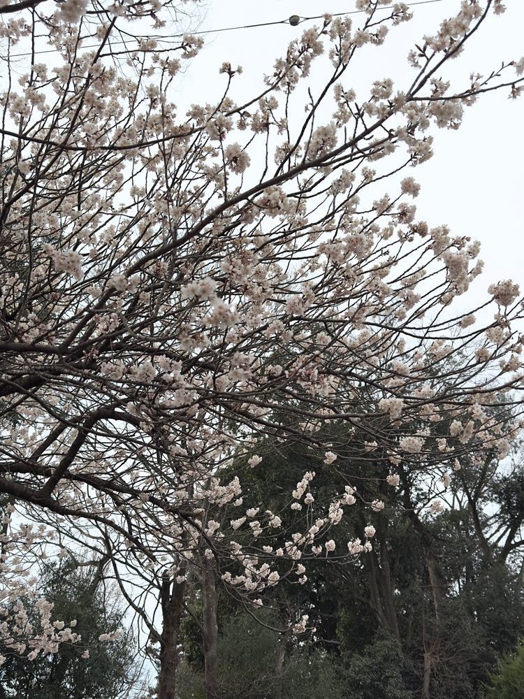 からっ風②さんが投稿した石山観音堂に関する口コミの画像