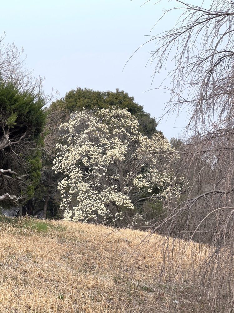 からっ風②さんが投稿した石山観音堂に関する口コミの画像